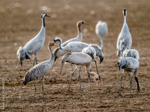 Cranes  in a field foraging.  Common Crane, Scientific name: Grus grus, Grus communis.  Cranes Flock on the field at foggy early morning. © Uryadnikov Sergey