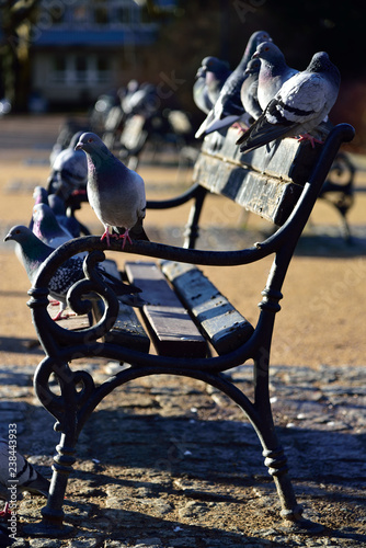 Pigeons sitting on a meadow in the park.