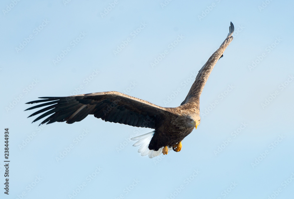 White-tailed eagle in flight. Blue sky background. Scientific name: Haliaeetus albicilla, also known as the ern, erne, gray eagle, Eurasian sea eagle and white-tailed sea-eagle. White-tailed eagle in flight. Blue sky background. Scientific name: Haliaeetus albicilla, also known as the ern, erne, gray eagle, Eurasian sea eagle and white-tailed sea-eagle.
