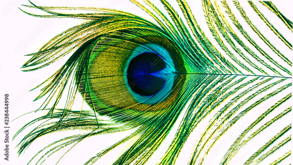 Obraz premium peacock feather close up. tinted.