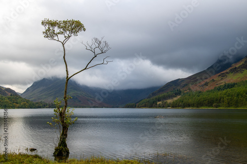 The lone tree of Buttermere during bad weather