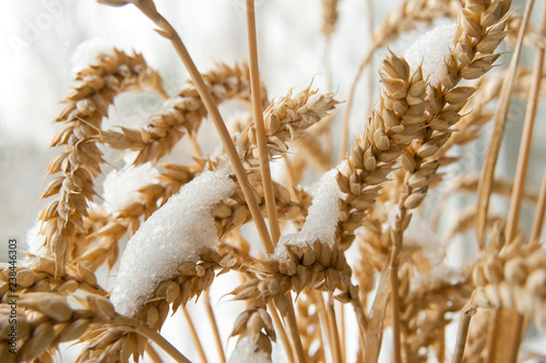 wheat ears are covered with snow