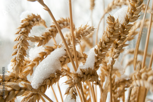 wheat ears are covered with snow photo