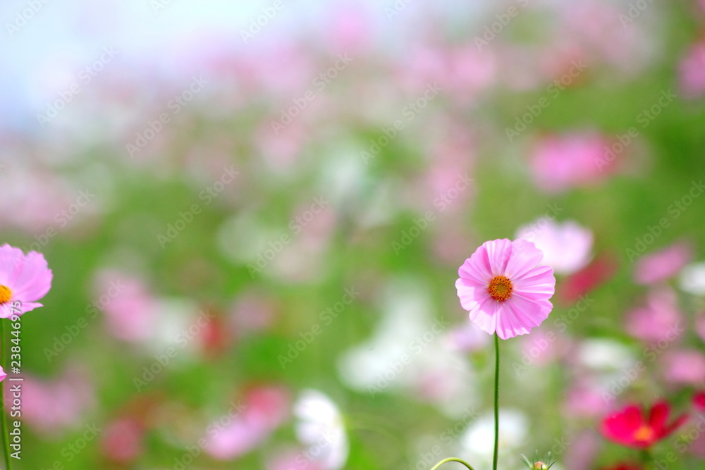 Pink cosmos flower blooming in the field, For background in vintage style soft focus. Pink cosmos flower blooming in the field, For background in vintage style soft focus.
