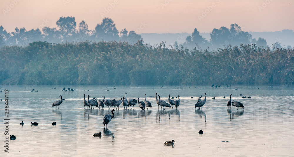 Obraz premium Wspólne żurawie (Grus grus) stojące w wodzie. Żurawie gromadzą się nad jeziorem o wschodzie słońca. Mgła wczesnym rankiem. Rano krajobraz rezerwatu doliny Hula.