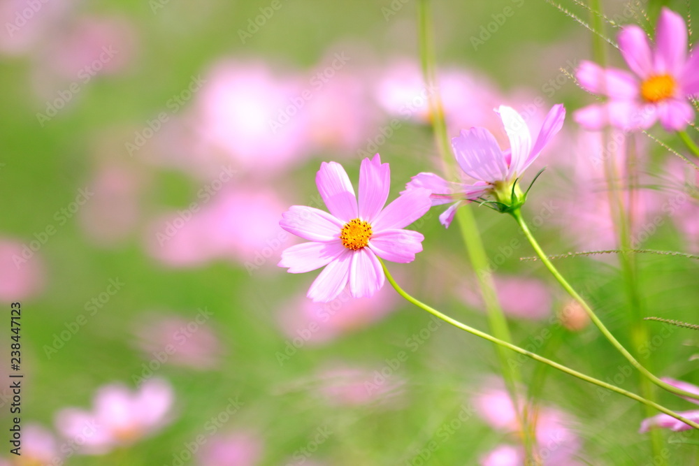 Pink cosmos flower blooming in the field, For background in vintage style soft focus. Pink cosmos flower blooming in the field, For background in vintage style soft focus.