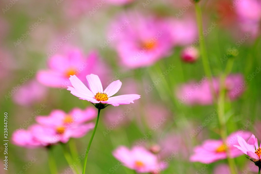 Pink cosmos flower blooming in the field, For background in vintage style soft focus. Pink cosmos flower blooming in the field, For background in vintage style soft focus.