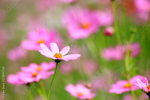 Pink cosmos flower blooming in the field, For background in vintage style soft focus.