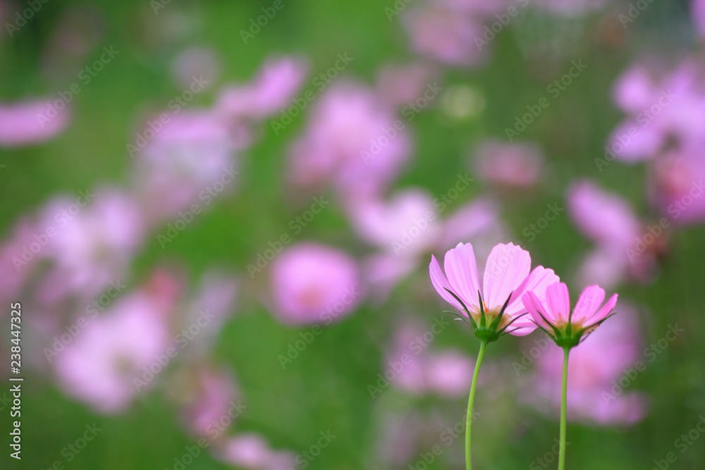 Pink cosmos flower blooming in the field, For background in vintage style soft focus. Pink cosmos flower blooming in the field, For background in vintage style soft focus.