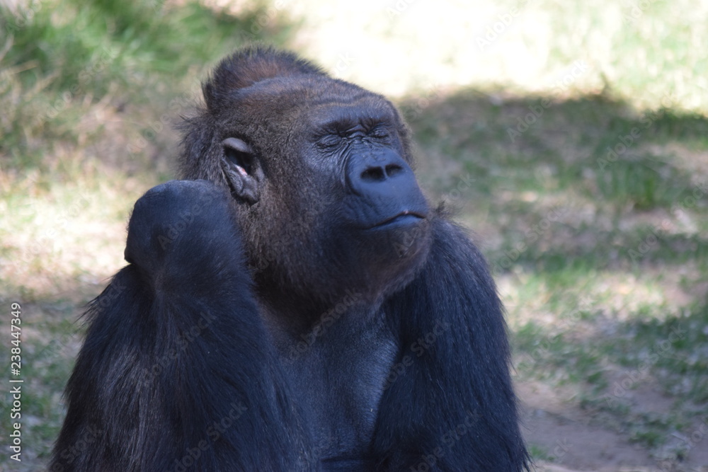 Naklejka premium Gorilla