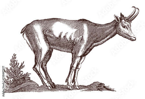 Chamois  rupicapra in side view standing in a landscape. Illustration after a historical engraving from the 17th century