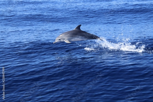 delfin jugando