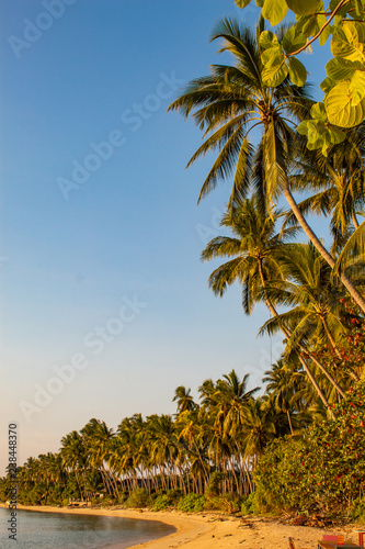 Palm Trees at Paradise Beach