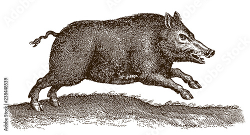 Attacking wild boar sus scrofa jumping in a landscape. Illustration after antique engraving from 17th century