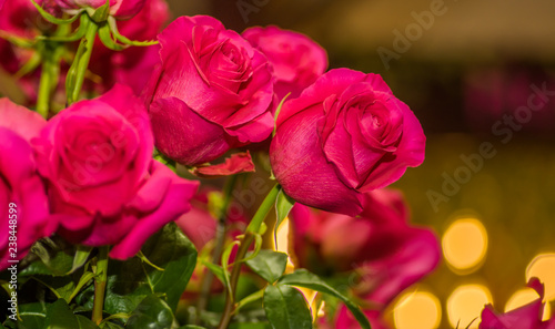 Close up of selective focus of detail of petals of beautiful pink rose