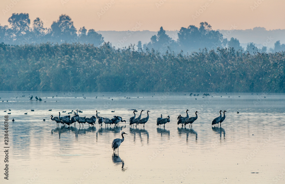 Obraz premium Wspólne żurawie (Grus grus) stojące w wodzie. Żurawie gromadzą się nad jeziorem o wschodzie słońca. Mgła wczesnym rankiem. Rano krajobraz rezerwatu doliny Hula.