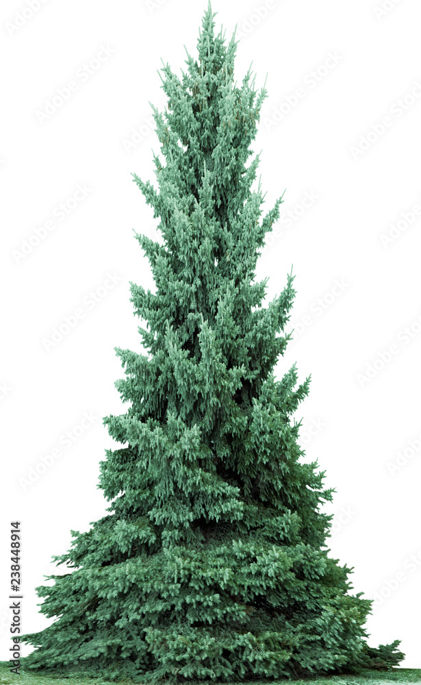 Fototapeta premium Christmas tree in snow