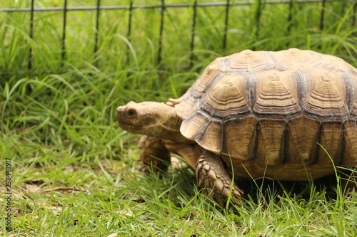 African Spur Thigh, Sulcata Tortoise in the Grass 