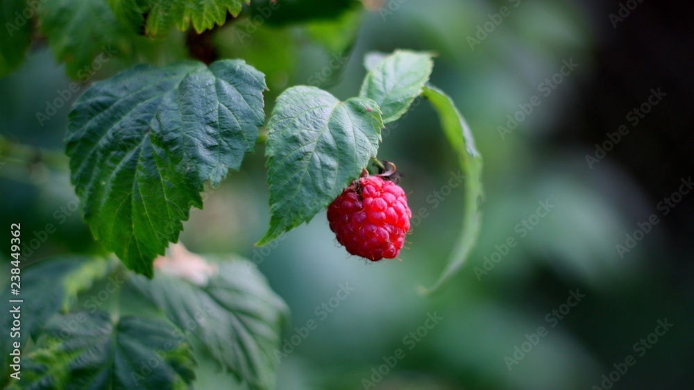Einsame Himbeere
