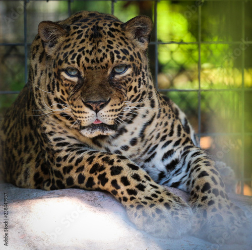 Beautiful Blue Eyed Leopard Looking Into the Camera From a Sanctuary 