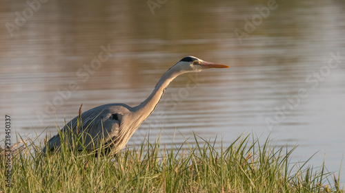 heron