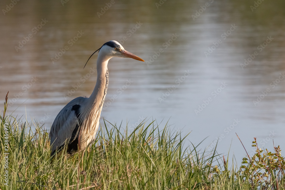 Naklejka premium heron