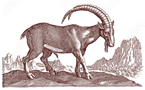 Male alpine ibex capra with large curved horns standing in mountainous landscape. Illustration after antique engraving from 17th century