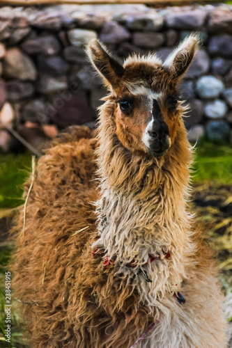 Beautiful animal at Ollantaytambo, Peru. Llama, Guanaco