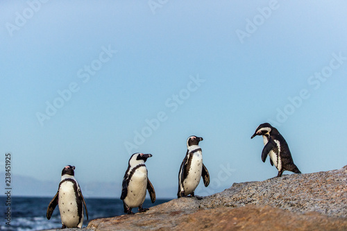 The African penguins in evening twilight, sunset sky. Scientific name: Spheniscus demersus, jackass penguin or black-footed penguin. Natural habitat. South Africa