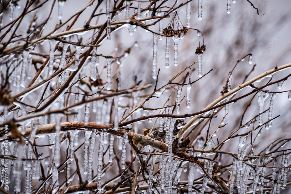 Ice on the tree Ice on the tree