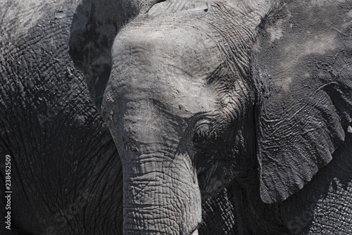 african elephant close up, chobe national park, botswana, africa