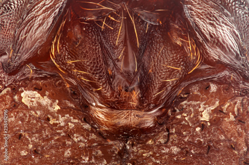 50x Mouth Parts of Trachymyrmex septentrionalis, a fungus-growing ant (tribe Attini) indigenous to the South-Eastern USA ranging from Texas to New Jersey. photo