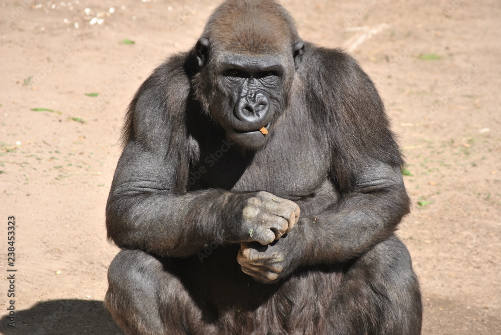 Gorilla Snack