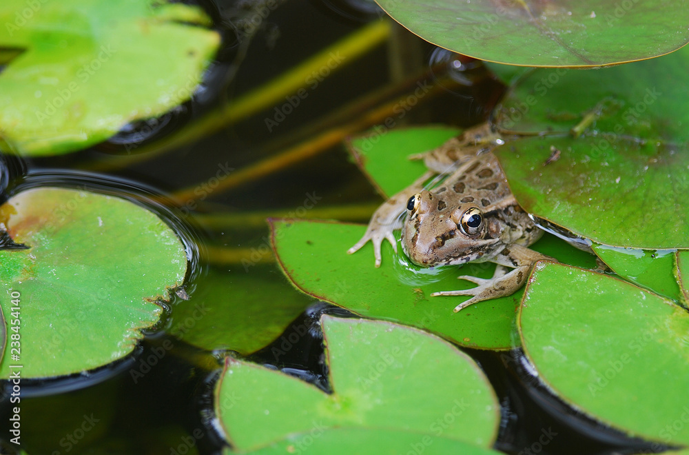 Bullfrog (Rana catesbeiana) on Lily Pad in Water Garden Bullfrog (Rana catesbeiana) on Lily Pad in Water Garden
