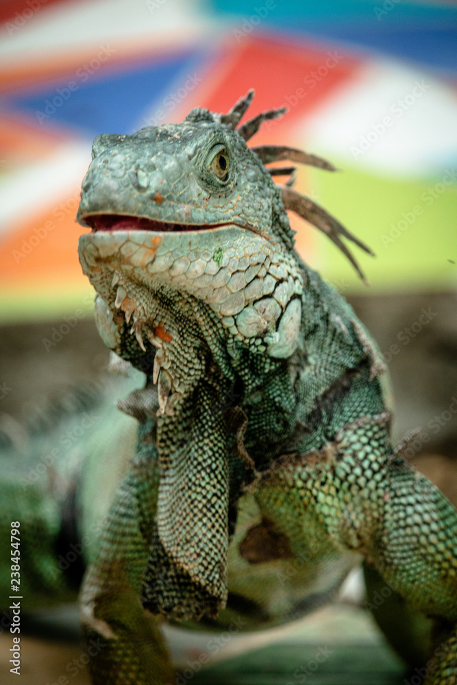 Naklejka premium IguanaIguana6
