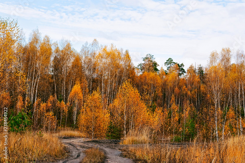 Beautiful autumn in the forest of yellow birches at Kaluga