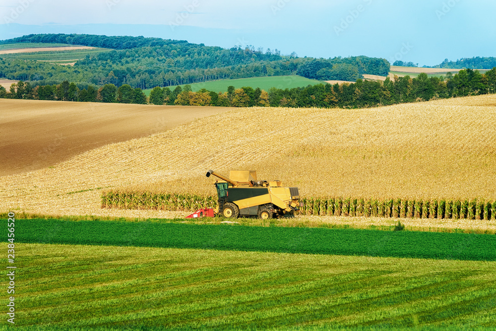 Fototapeta premium Combine doing agricultural harvesting wor