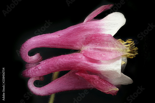 Aquilegia, purple flower from Coventry, CT collected June 29