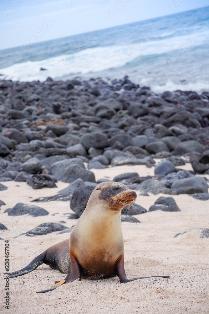 Fototapeta premium Beautiful peaceful sea lions sunbathing in a beach at the Galapagos Islands, Ecuador