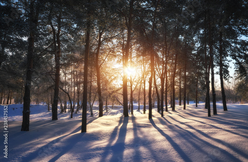 Sunset in a winter forest. Landscape with a coniferous forest in beams of sunrise