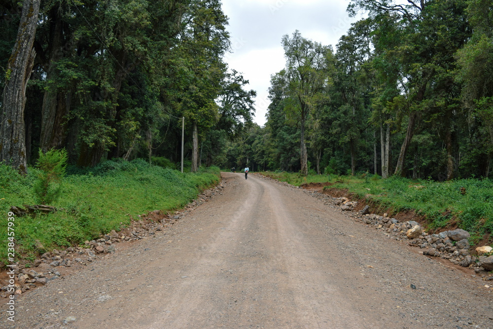 A dirt road against a forest background, Mount Kenya