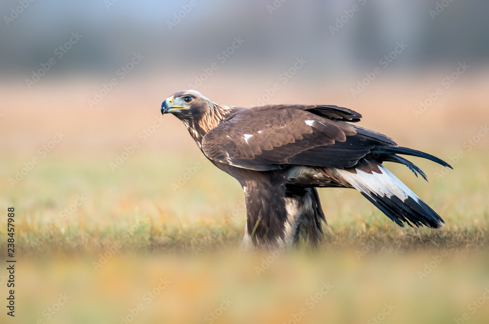 Obraz premium Golden Eagle (Aquila chrysaetos)
