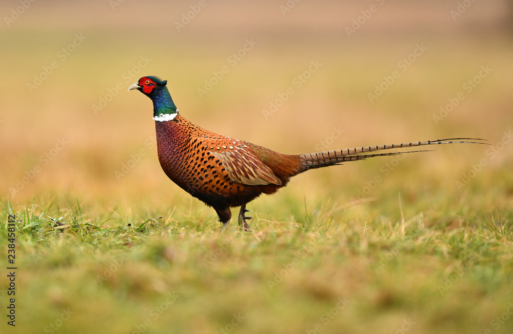 Fototapeta premium Ringneck Pheasant (Phasianus colchicus)