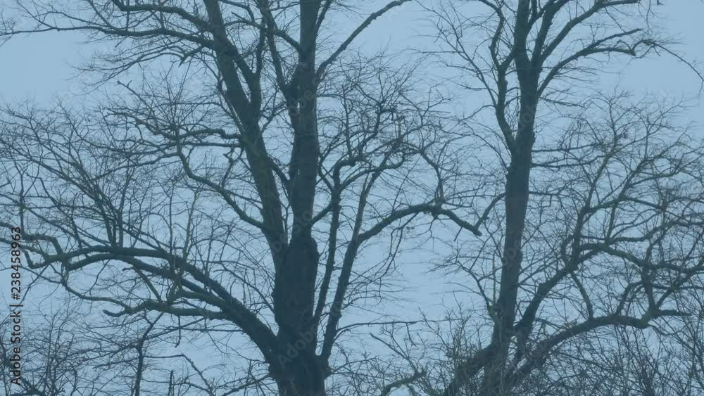 Tree Trunks In The Wind At Dusk Tree Trunks In The Wind At Dusk