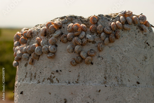 Fotografía Colonies of snails on a concrete pole