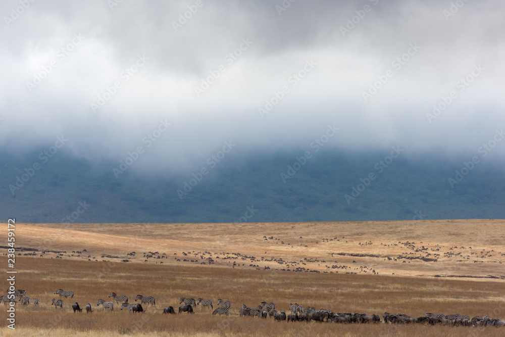 Zebras inside of Ngorongoro Conservation Area, Tanzania