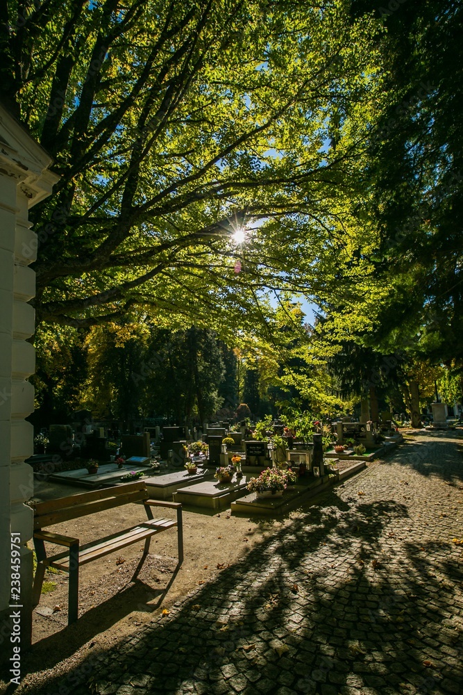 Sun shining through green leaves, trees, tombstones, flowers, bright sunny autumn evening, blue sky, shadows on paving, Czech Republic, Europe, vertical image