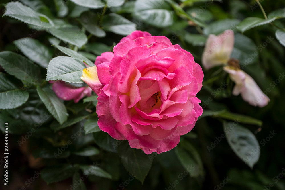 Rose flower closeup. Shallow depth of field. Spring flower of pink rose Rose flower closeup. Shallow depth of field. Spring flower of pink rose