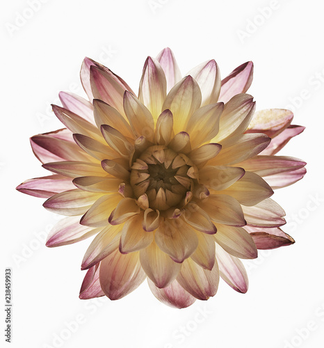 dahlia  on  a  white  background.