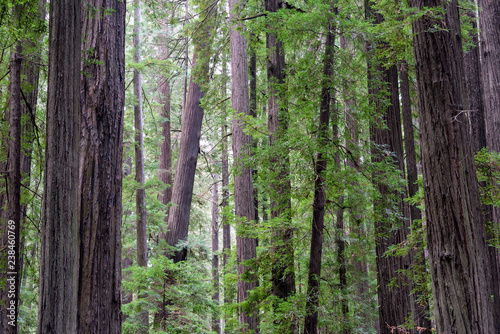 Forest of Redwood Trees